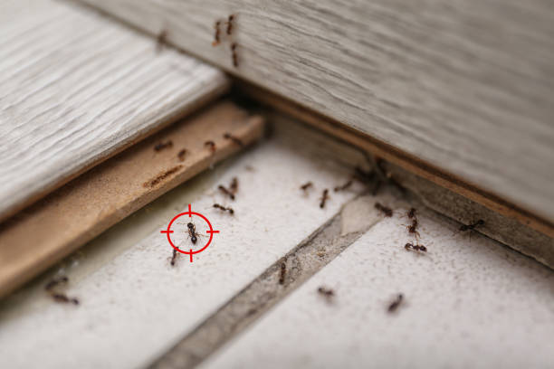 Best Flea Control Services  in Barberton, OH